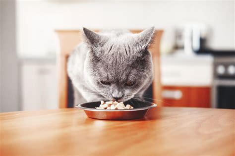 Best Cat Food Alternatives – Emergency Food Alternatives - The Fit Pets