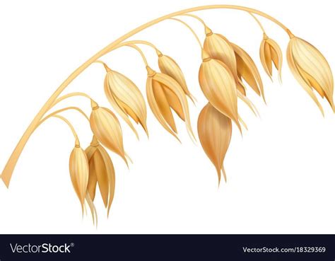 Oat realistic vector image on VectorStock | Grass drawing, Plant illustration, Plant vector