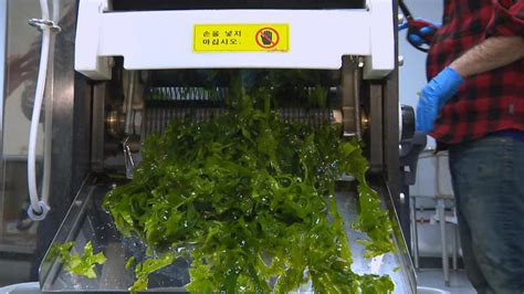 Seaweed farming and its surprising benefits - CBS News