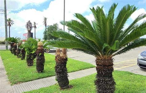 Ancient sago palms are resilient, slow and sexy