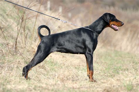 Dobermann - Wikipedia