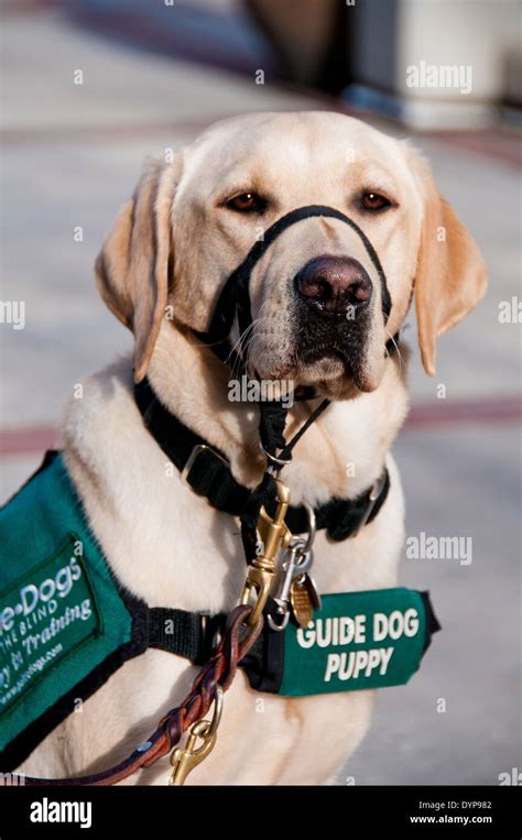 Yellow lab guide dog puppies in training hi-res stock photography and images - Alamy