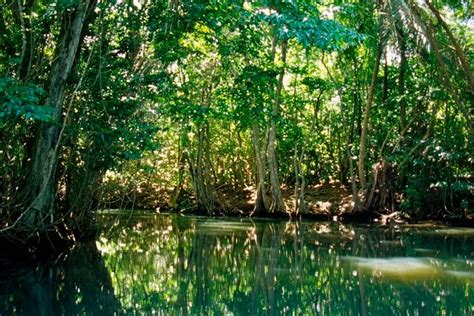 Dominica Day Trip: Indian River Rowboat Tour, Fort Shirley Ruins and ...