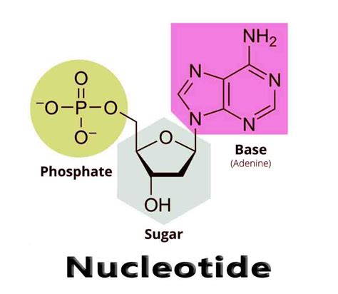 Nucleotide - Learn Genius Mind