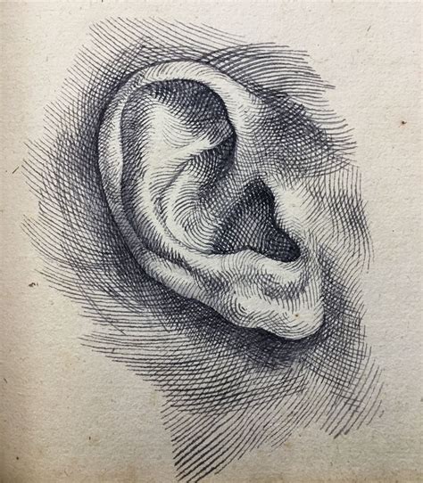 What’s that? Tiny study of an ear. #ink #inkdrawing #oldmasters # ...