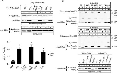 Figure 2 from The Chaperone Protein SmgGDS Interacts with Small GTPases Entering the Prenylation ...