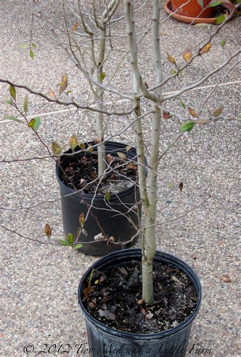 Two Men and a Little Farm: BLACK FRIDAY MAYHAW TREES