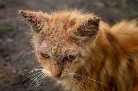 10 Penyakit Kulit pada Kucing yang Perlu Diwaspadai - Hello Sehat