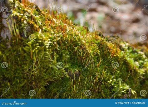 Fungi forest stock photo. Image of alga, fungal, bryophyte - 90327104