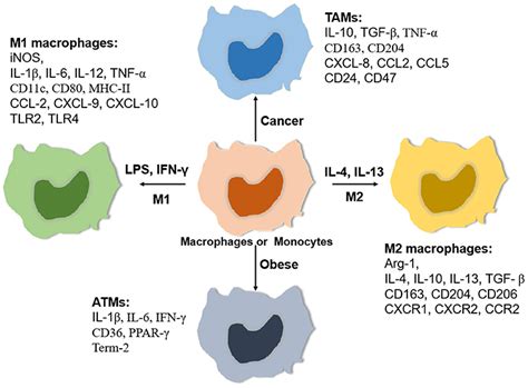 Frontiers | Function of Macrophages in Disease: Current Understanding on Molecular Mechanisms