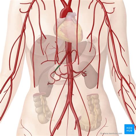 Gastroduodenal artery: Anatomy, branches, supply | Kenhub