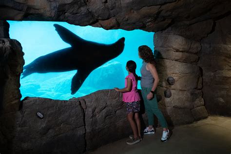 Coney Island’s New York Aquarium fully reopens after decade of post ...