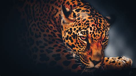 Jaguar Leopard Dark Theme Black Background 4K HD Dark Theme Wallpapers ...
