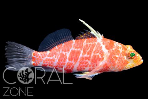 Plectranthias inermis – Geometric pygmy hawkfish – CORAL ZONE