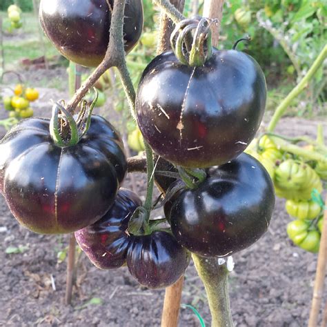 Solanum lycopersicum 'Black Russian', Tomato 'Black Russian' in ...