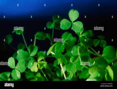 Shamrock, Symbol of Ireland Stock Photo - Alamy