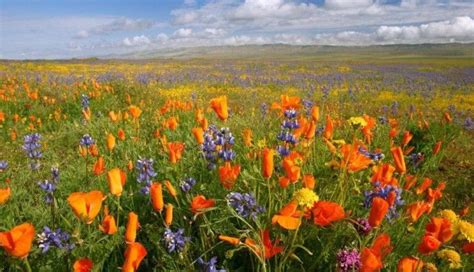 Deosai Plains Wallpapers | California wildflowers, Wild flowers, Wildflower seeds