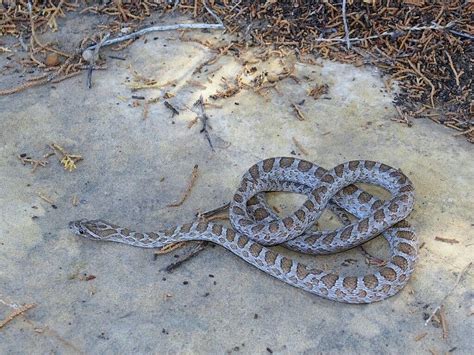 Great Plains Rat Snake (Pantherophis emoryi) | Rat snake, Snake, Species