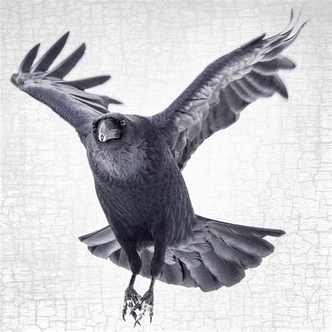 RAVEN JOY - Fine Art Print, Raven Portrait Series | Vogels