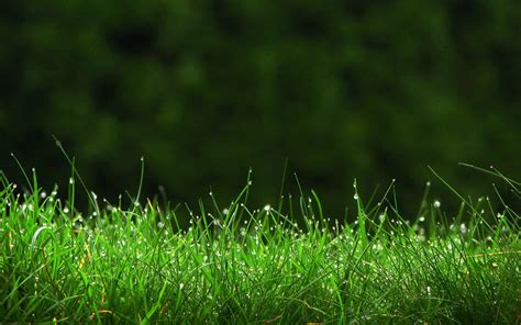 Download A lush and vibrant green grass lawn in the summertime ...