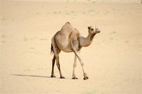 13 Wild Animals in Somalia [Wildlife in Somalia] - Kevmrc