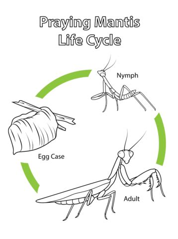 Life Cycle of Praying Mantis coloring page | Free Printable Coloring Pages