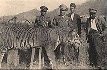 Caspian tiger - Wikipedia