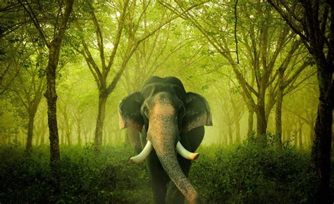 Download The Majestic Elephant Wallpaper | Wallpapers.com