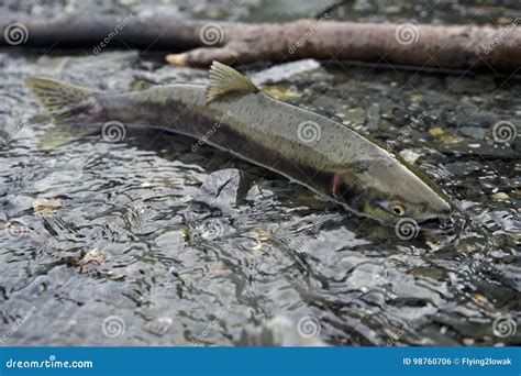 Fish in creek stock photo. Image of ecology, ecological - 98760706