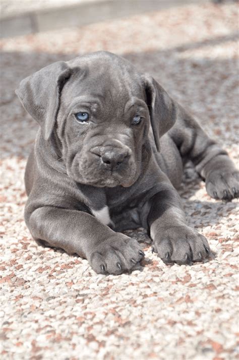 Cane Corso Pups – How Dear are They? Hellow dog | Corso dog, Mastiff puppies, Cane corso