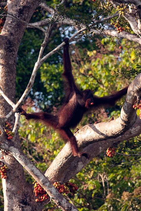 Orangutan-female-feeding-habitat – Chris Hill Wildlife Photography