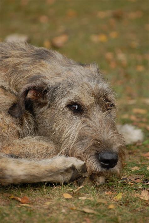 File:Irish Wolfhound 06.JPG - Wikimedia Commons