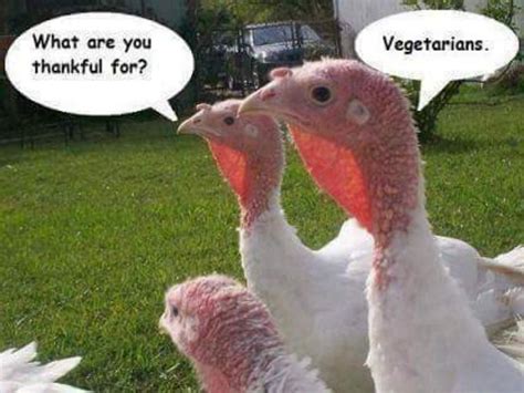 Happy Thanksgiving!🦃 | Thanksgiving jokes, Funny animal pictures, Funny animals