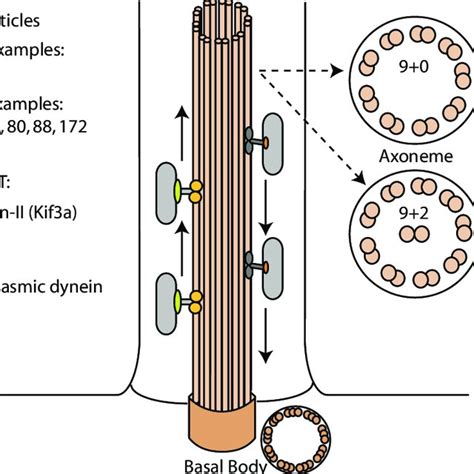 Schematic and simplified representation of the primary cilium and its... | Download Scientific ...