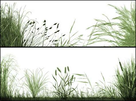 Brush photoshop grass - managelo