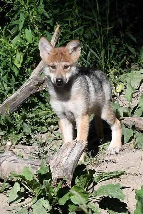 Help Name Mexican Gray Wolf Puppies | La Grange, IL Patch