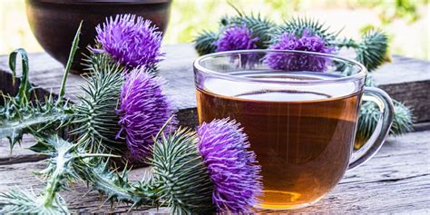 12 Milk Thistle Benefits | Kent Tea & Coffee Co