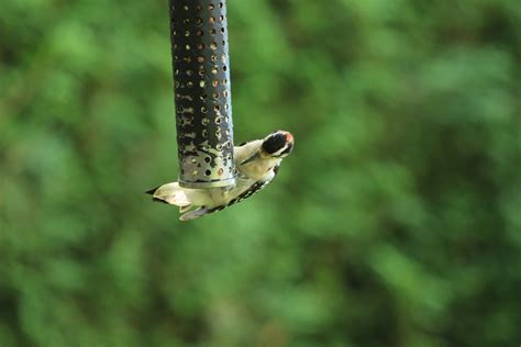 eBird Checklist - 4 Jul 2017 - Backyard - 5 species