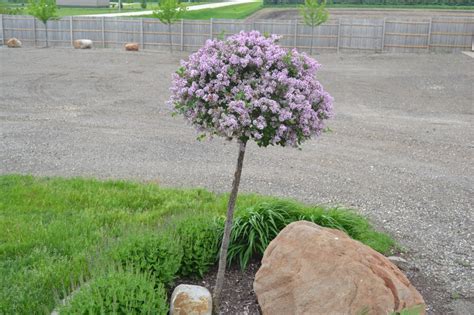 Dwarf Korean Lilac Tree is a great ornamental choice for landscapes.