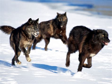 Lobo de Alaska VS Hiena Manchada - ForoCoches