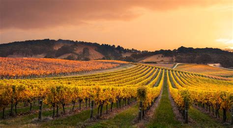 A local’s guide to the Barossa Valley in South Australia | Flight Centre NZ