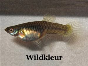 How to make use of the genetics to breed beautiful guppies (1)