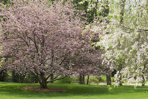 Meet the 10 Different Types of Dogwood Trees - AZ Animals