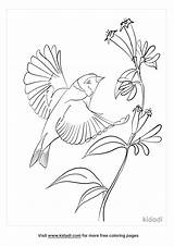 Goldfinch Coloring Pages  Free Animals Kidadl sketch template