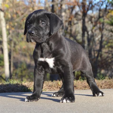 Sanders Kennels on Instagram: “5 week old male black Presa Canario puppies available now! # ...