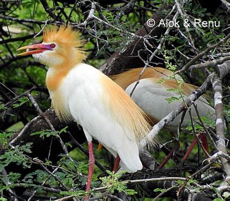 Little Egret Breeding Plumage