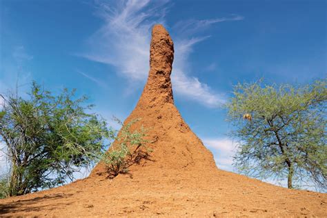 Termite mounds could inspire “living and breathing” buildings • Earth.com