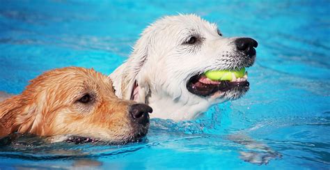 Home - Doggy Paddle Aquatic Center for Dogs