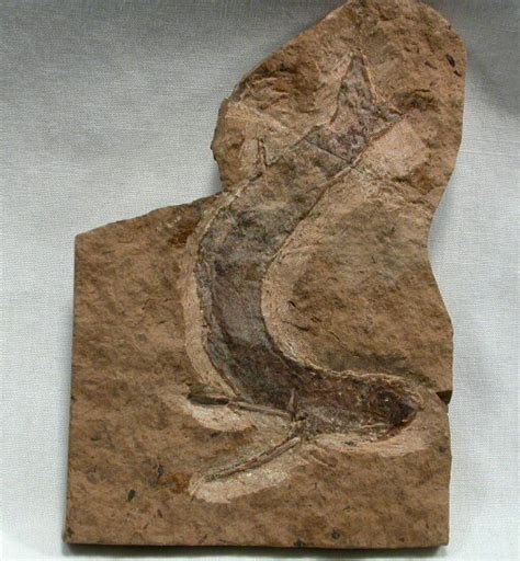 Acanthodian Fossil Fish