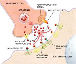 5-HTT: "The Depression Gene"